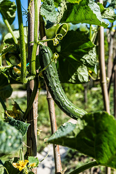 vegetable garden cocumber plant