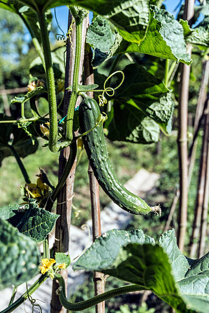 istock vegetable garden cocumber plant 587775478