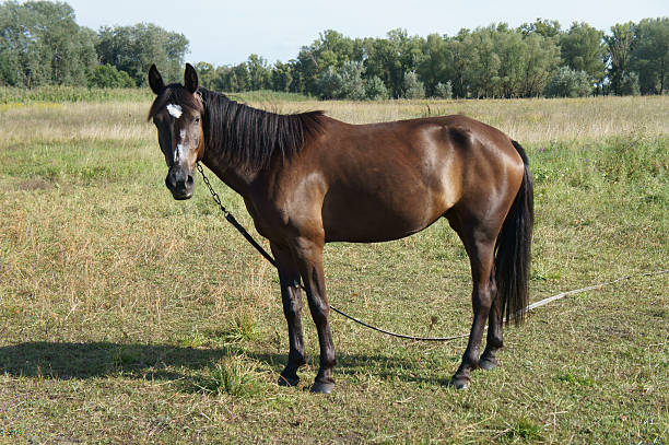 istock Bay horse with a white spot on his forehead grazing 587775836