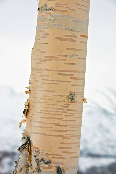 istock Trunk and bark of birch stone in Kamchatka 587776120