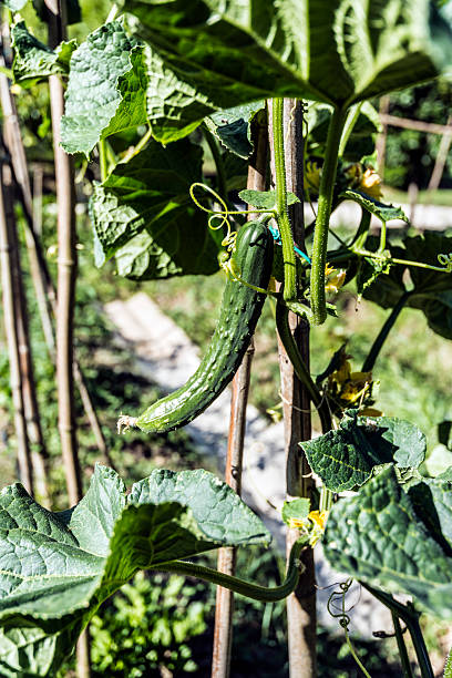 istock vegetable garden cocumber plant 587776166