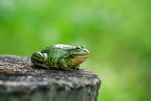 istock Green frog sitting on stump, blank background for the text 587776260