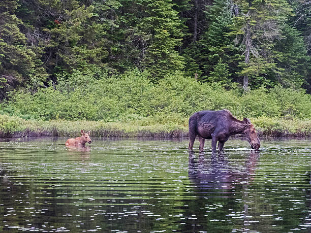 istock Baby moose at La Mauricie NP - Canada 587776680