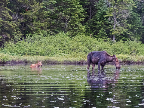 Baby moose at La Mauricie NP - Canada