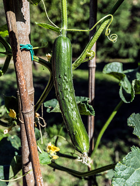 istock vegetable garden cocumber plant 587776734
