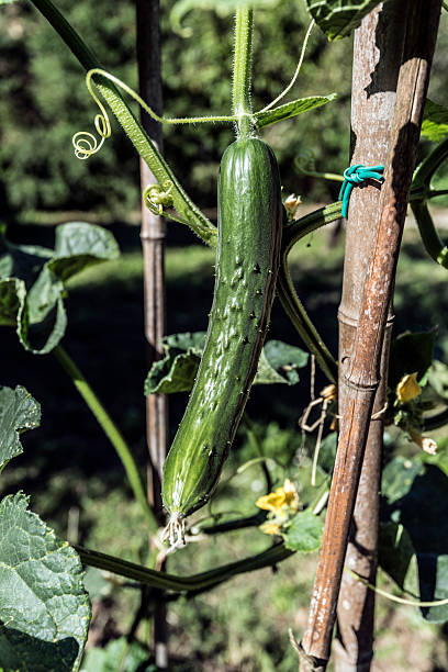 istock vegetable garden cocumber plant 587777432
