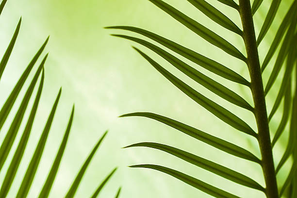 istock Nature pattern on green leaf of young palm, idea for 587777530