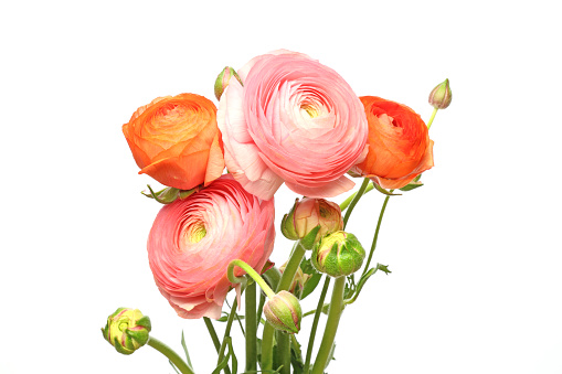 Pictured persian buttercups in a white background.