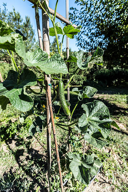vegetable garden cocumber plant