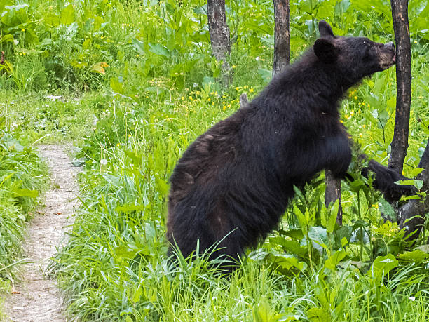 istock Black bear at national park Canada 587778242