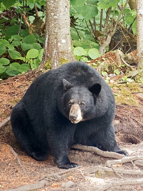 istock Black bear at national park Canada 587778298