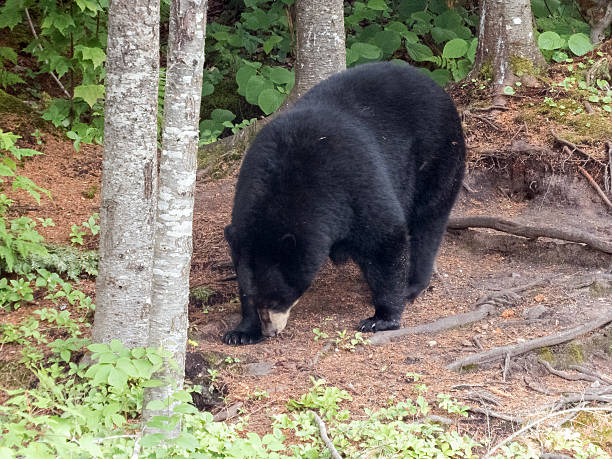 istock Black bear at national park Canada 587778308