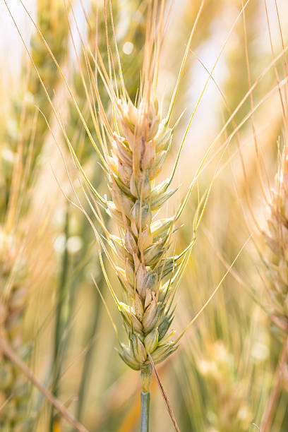 blé - image de stock - washington state spokane farm crop photos et images de collection