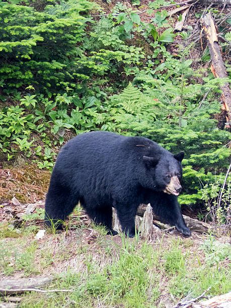 istock Black bear at national park Canada 587778354