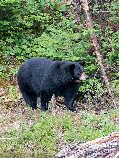 istock Black bear at national park Canada 587778380