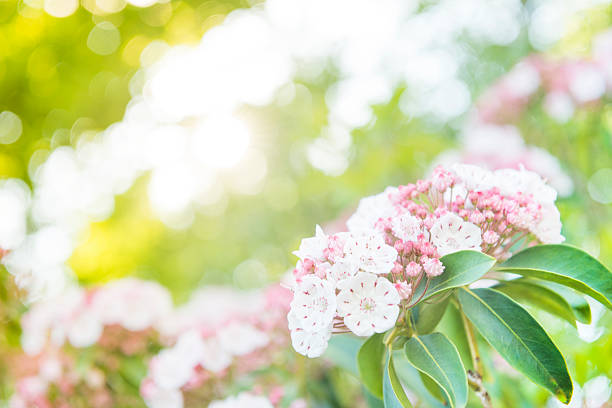 This is a horizontal, color, royalty free stock photograph of mountain laurel blooming in Minnewaska State Park in the Catskill region of upstate New York. Photographed with a Nikon D800 DSLR camera in summer.