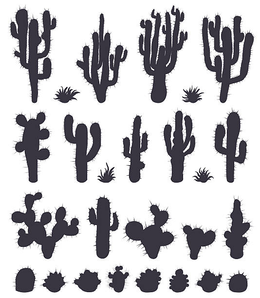 Conjunto de cactus Aislado en blanco - ilustración de arte vectorial