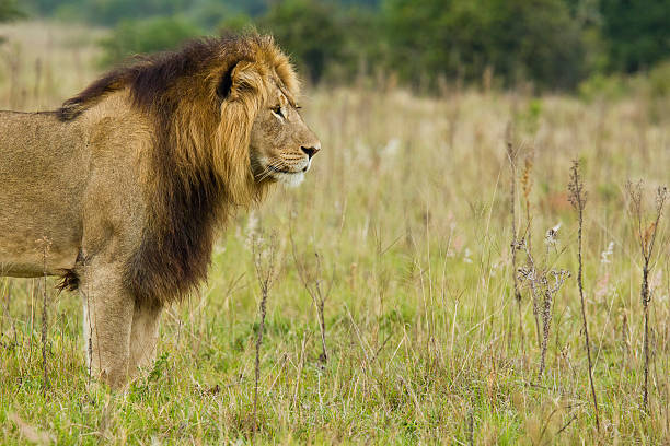 istock Male lion starring into the distance 587778542