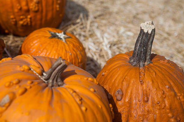 istock Autumn pumpkin thanksgiving background 587778710