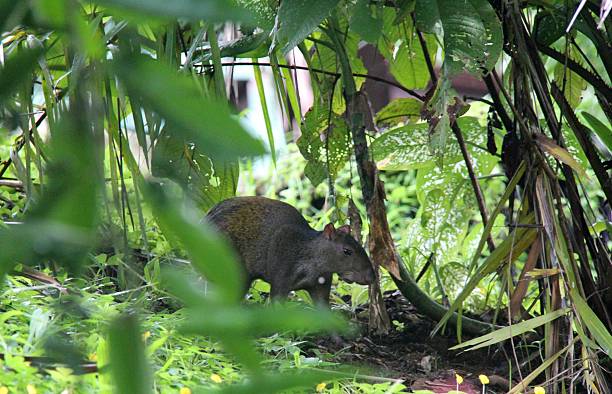 агути в буше - agouti стоковые фото и изображения