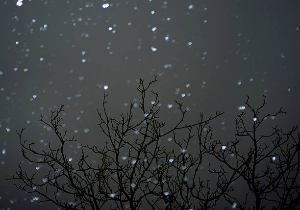 くるみ枝と雨滴(フラッシュ効果)と濃い灰色の空 - wintry landscape flash ストックフォトと画像