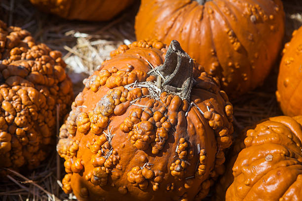 istock Autumn pumpkin thanksgiving background 587779852