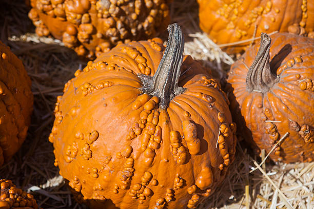 istock Autumn pumpkin thanksgiving background 587779932