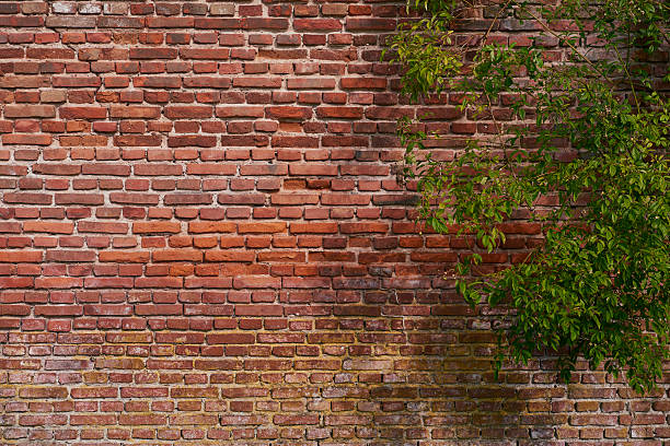 Stonewall build in red handmade bricks. The stones differ in shade and are marked by time going by. A plant is growing in front of the wall.