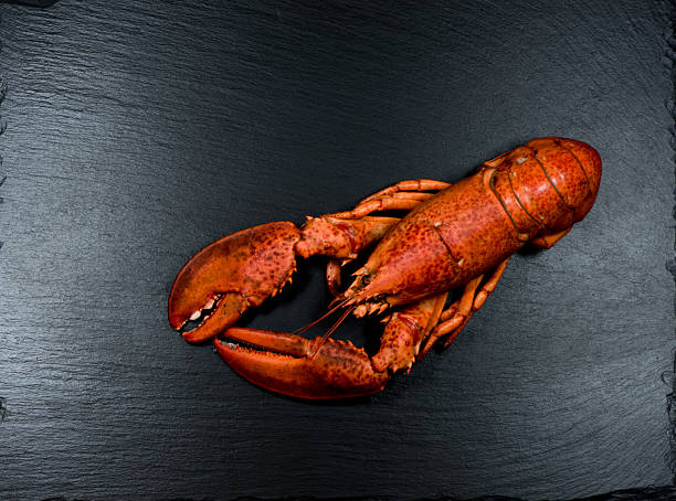 top view of whole red lobster on slate lobster beines stock pictures, royalty-free photos & images