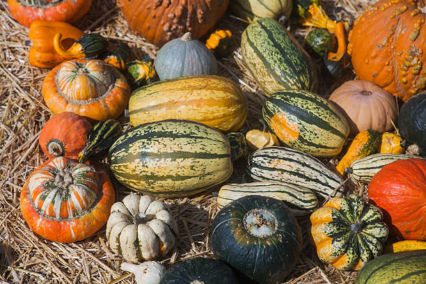 istock Autumn pumpkin thanksgiving background 587780362