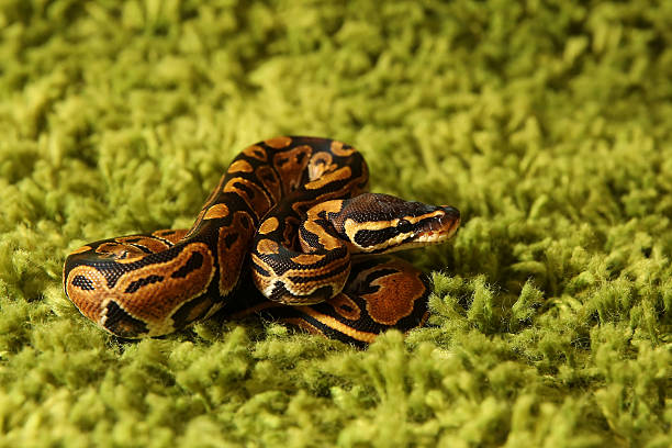 100+ Snake Royal Python Spiral Python Stock Photos, Pictures & Royalty ...