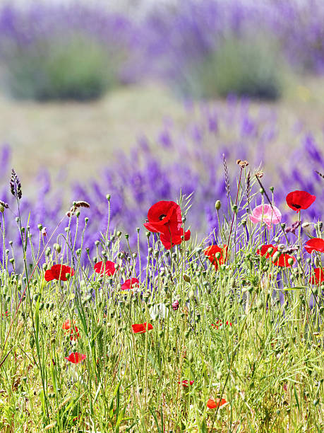 Summer meadow with lavender, poppies and wildflowers.