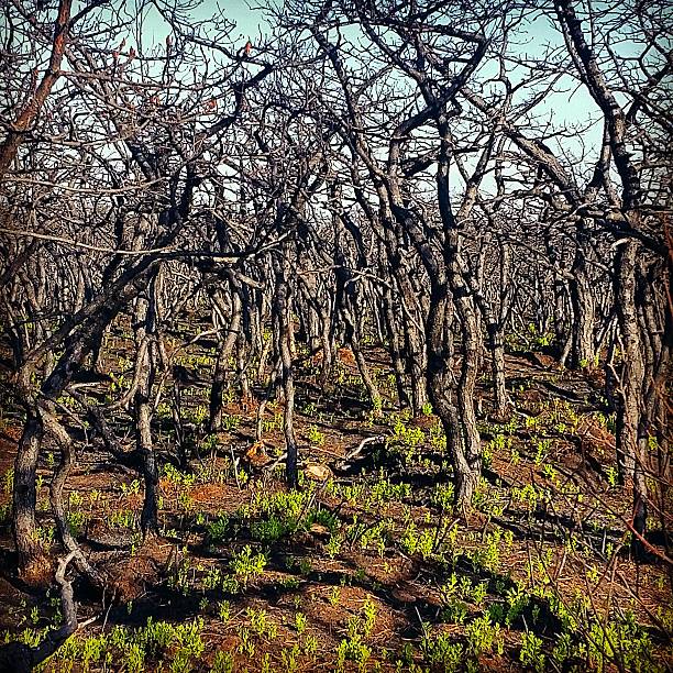 This is a square, color, royalty free stock photograph of burned trees, the aftermath of a forest fire in the Sam's Point pine barrens in Minnewaska State Park located in Ulster County in the Catskill region of upstate New York. Photographed with a Samsung Galaxy S5 in summer.