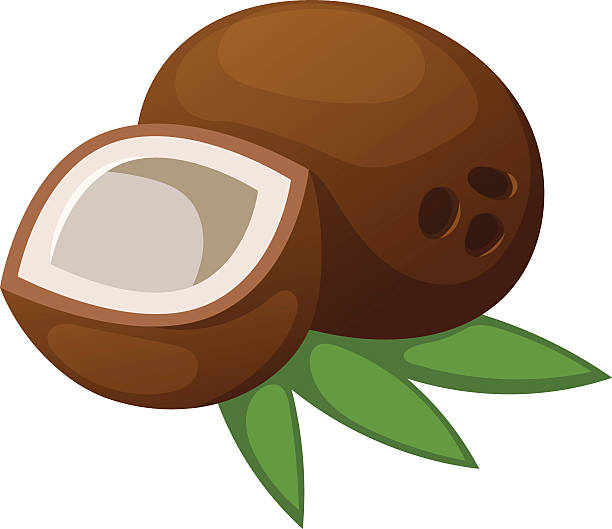 Coconut vector illustration isolated Half coconut isolated on white and natural coconut tropical food. Coconut food and coconut exotic brown food with sweet milk fruit. Break nutrition natural ingredient palm diet coconut food. chrysophyllum cainito stock illustrations