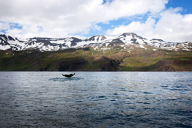 Whale of a view A whale feeds at the base of a snow covered mountain range during the summer in an Icelandic bay. iceland whale stock pictures, royalty-free photos & images