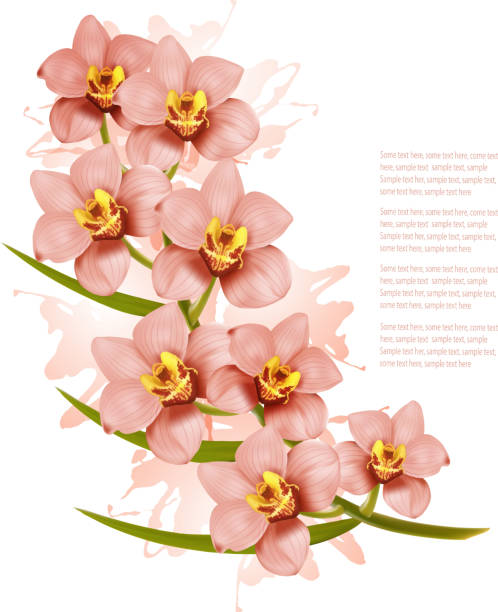 ilustraciones, imágenes clip art, dibujos animados e iconos de stock de grupo de hermosas flores de orquídeas rosas. vector. - moth orchid