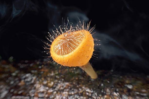 istock Orange champagne mushroom 587784544