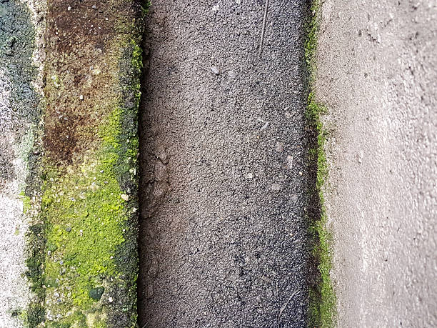istock moist green lichen on the concrete texture 587785742