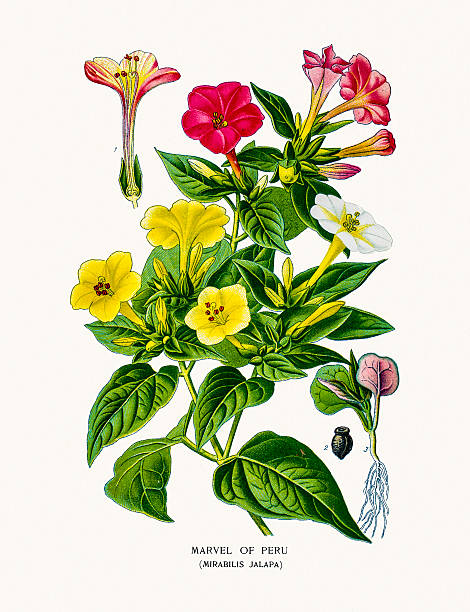 Marvel of Peru or four o'clock flower Photo of an original Fine Lithograph from the Favourite Flowers of Garden & Greenhouse by Edward Step published in 1897 in London. mirabilis jalapa stock illustrations