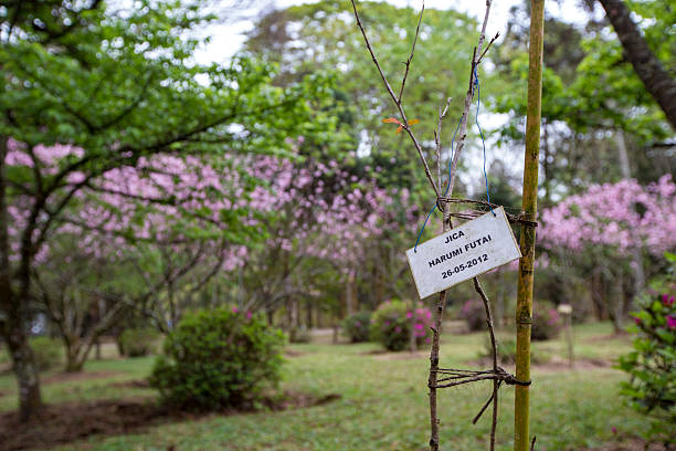 Fleurs de cerisier à Sao Paulo - Photo