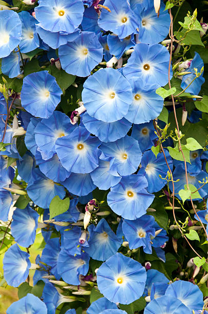 Morning glory Full-blown light-blue morning glory morning glory photos stock pictures, royalty-free photos & images