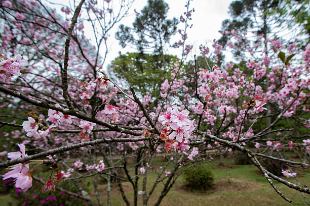 Cerezos en flor en Sao Paulo - foto de stock