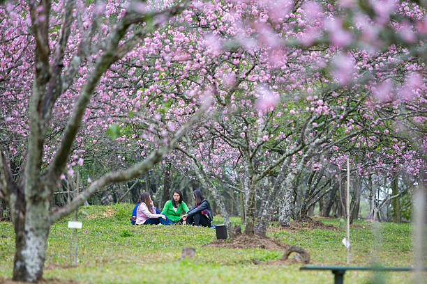 Cerezos en flor en Sao Paulo - foto de stock