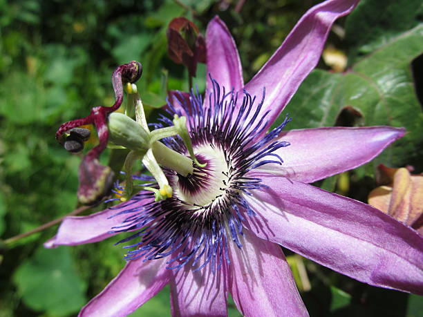 istock Pink and Purple Passion Flower Macro 587786504