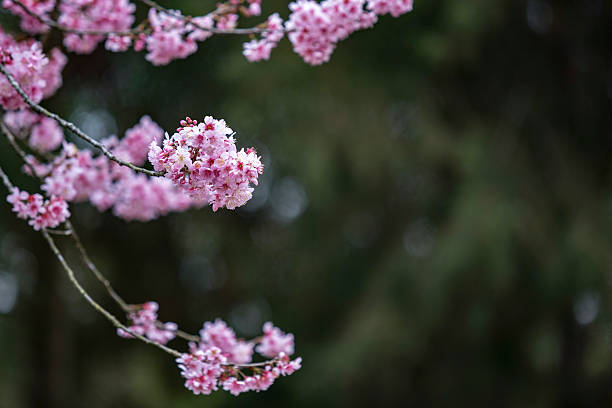 Cherry blossoms in Sao Paulo - fotografia de stock