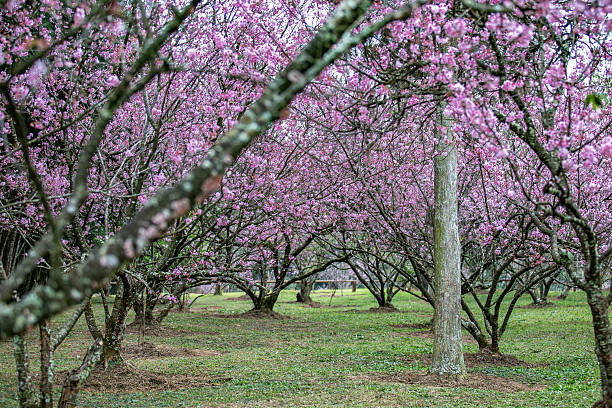 Cerezos en flor en Sao Paulo - foto de stock