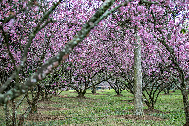 Cherry blossoms in Sao Paulo - fotografia de stock