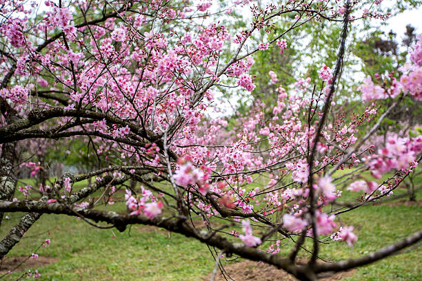 Cherry blossoms in Sao Paulo - fotografia de stock