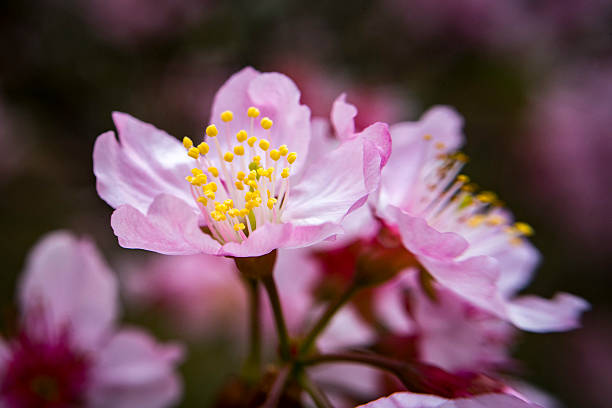 Cherry blossoms in Sao Paulo - fotografia de stock