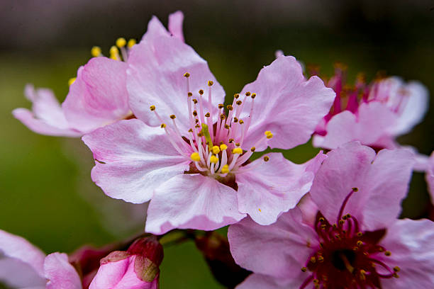 Cerezos en flor en Sao Paulo - foto de stock